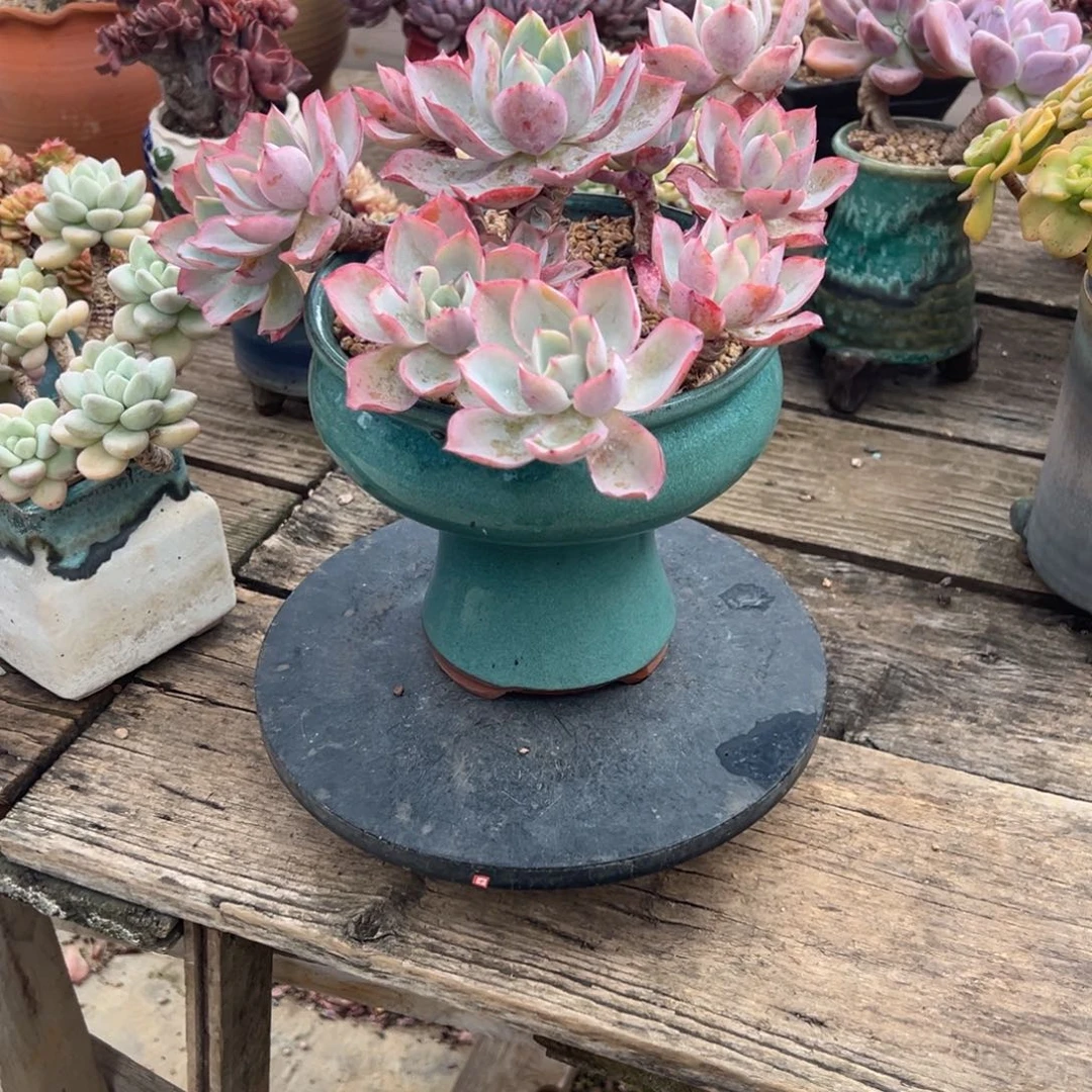 红****鱼白玫瑰多肉植物脱土