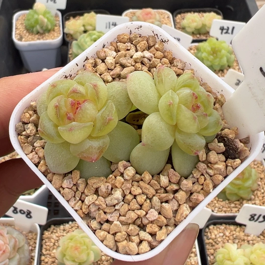 325号相柳甜心 晗雨多肉