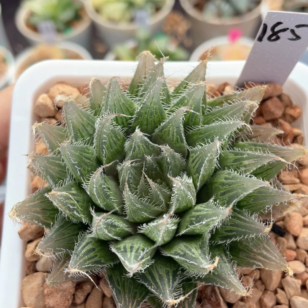 185原始种玉露。