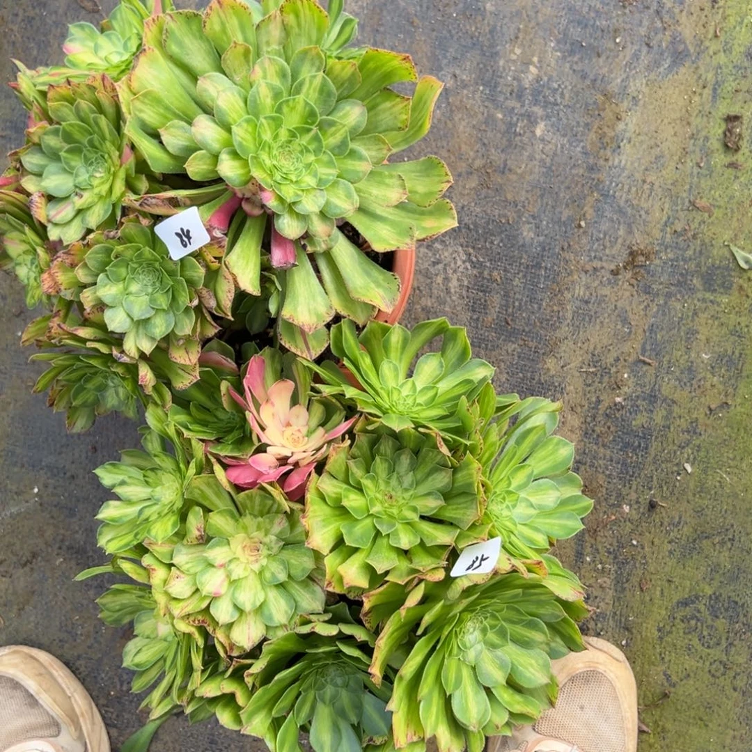 8485知否多肉椅子多肉