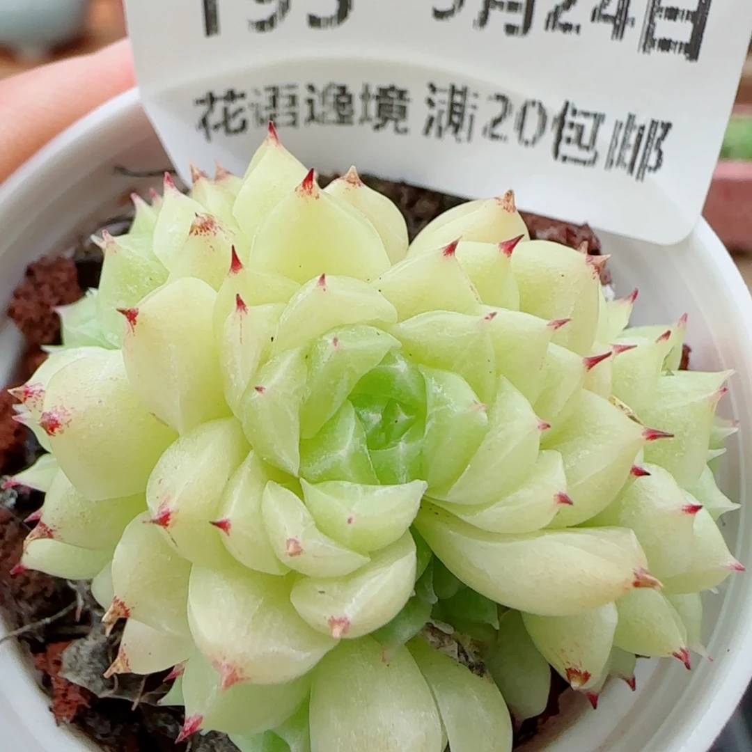 花语逸镜0924-195散