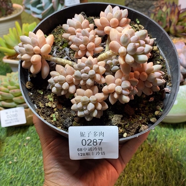 0287 不满68请拍冷链