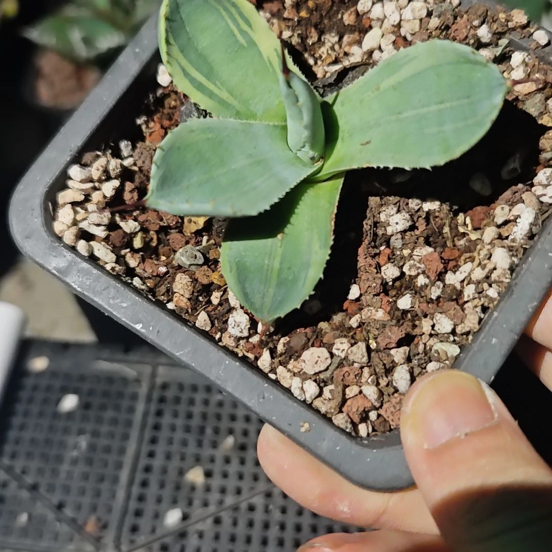 福克斯娃娃脸龙舌兰包邮非偏远