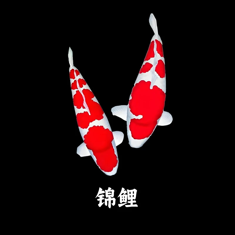 大尺寸24-28cm纯种高档耐活好养的锦鲤鱼观赏鱼冷水淡水鱼活体