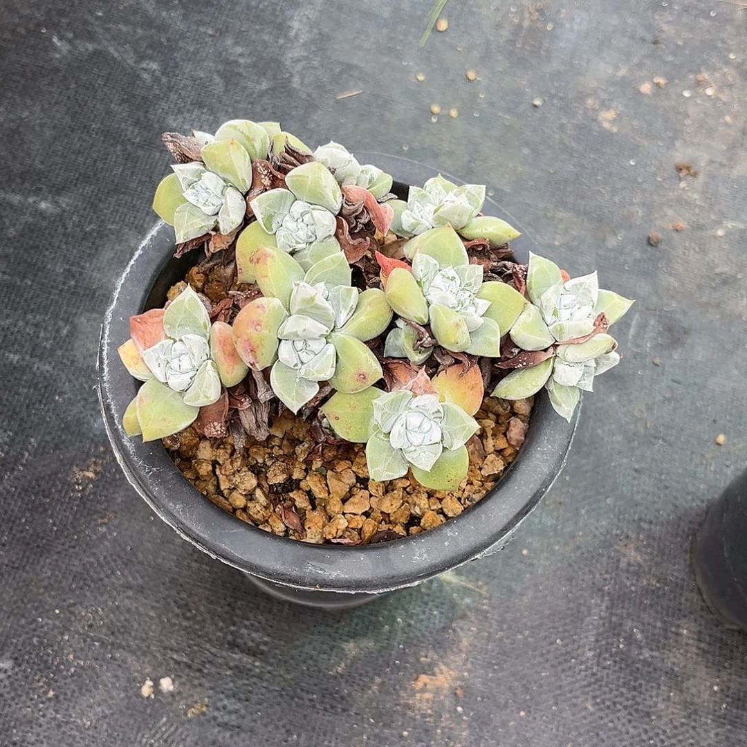 苹果叶小鹿多肉一物一拍