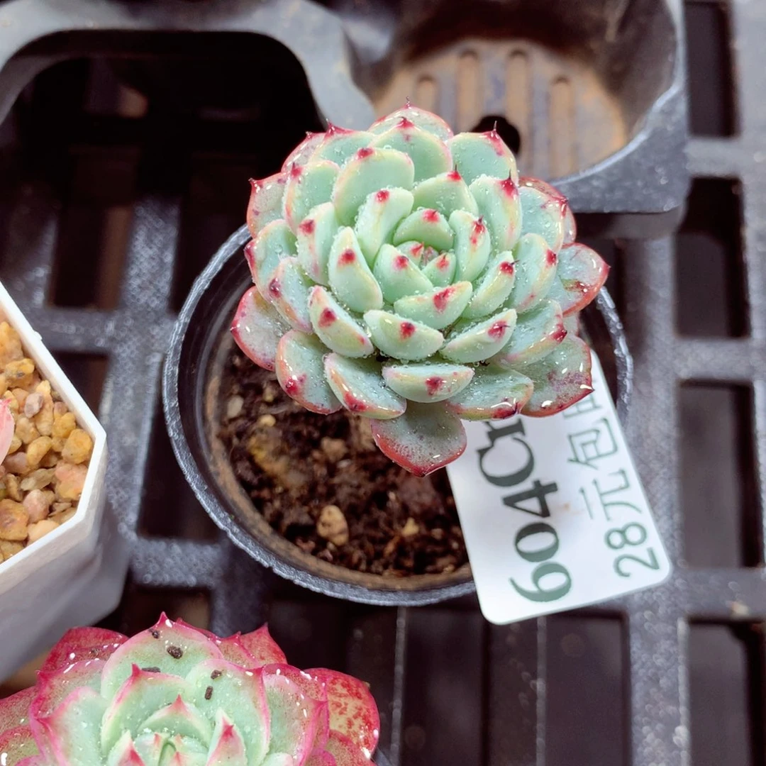 5厘米盆精控多肉604