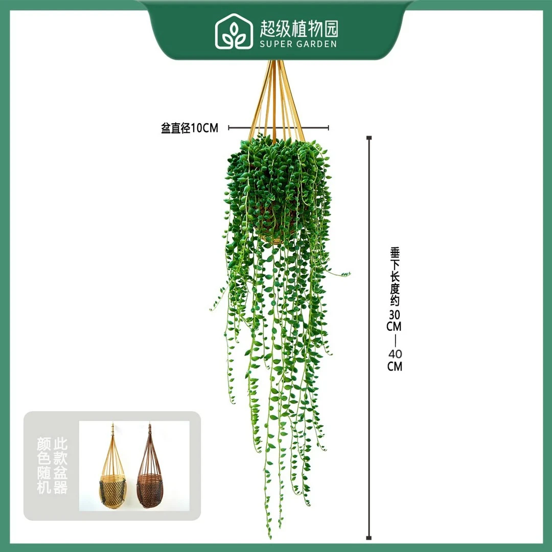 佛珠情人泪多肉绿植盆栽竹篮书房阳台庭院好养吊兰植物30-40CM