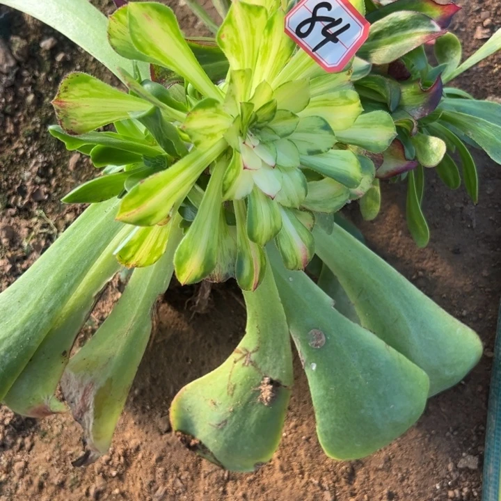 多肉植物84不售后