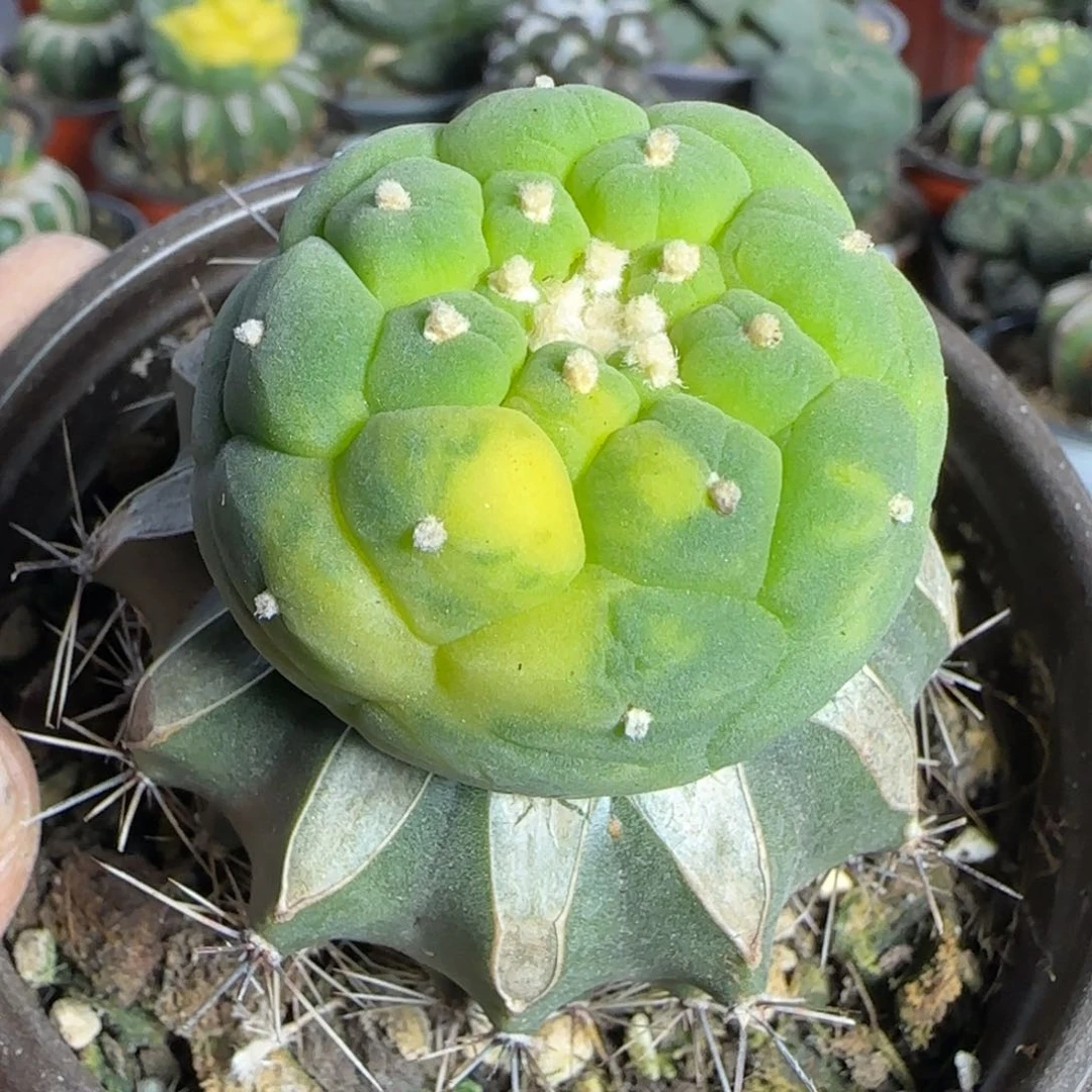 【闪购商品】佛头锦665