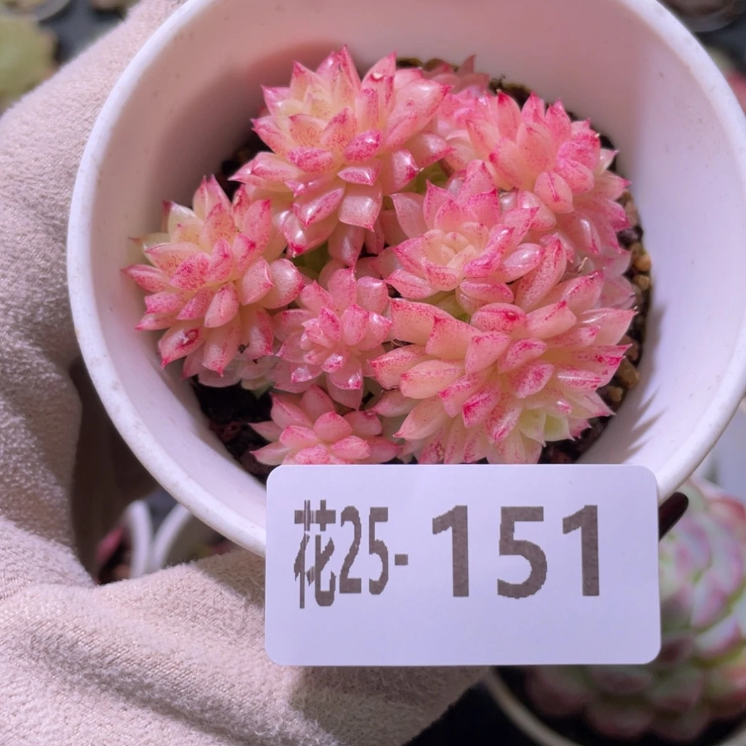 花利美25-151麦秆群