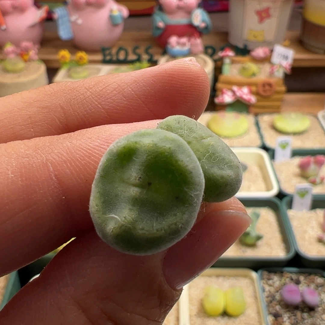 372。青蛙优选鬼脸嘟嘟绿豆糕