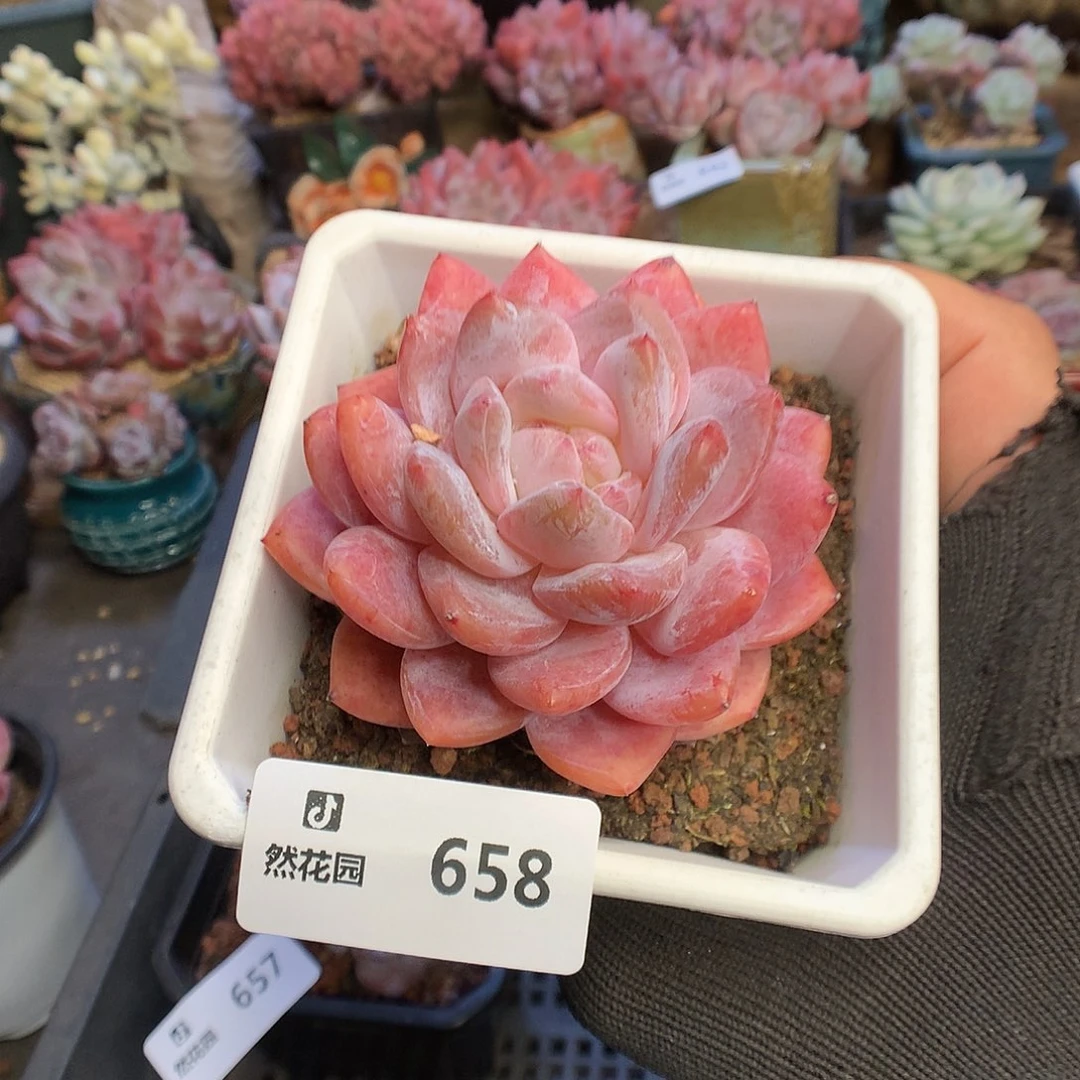 658果冻橙多肉植物6666