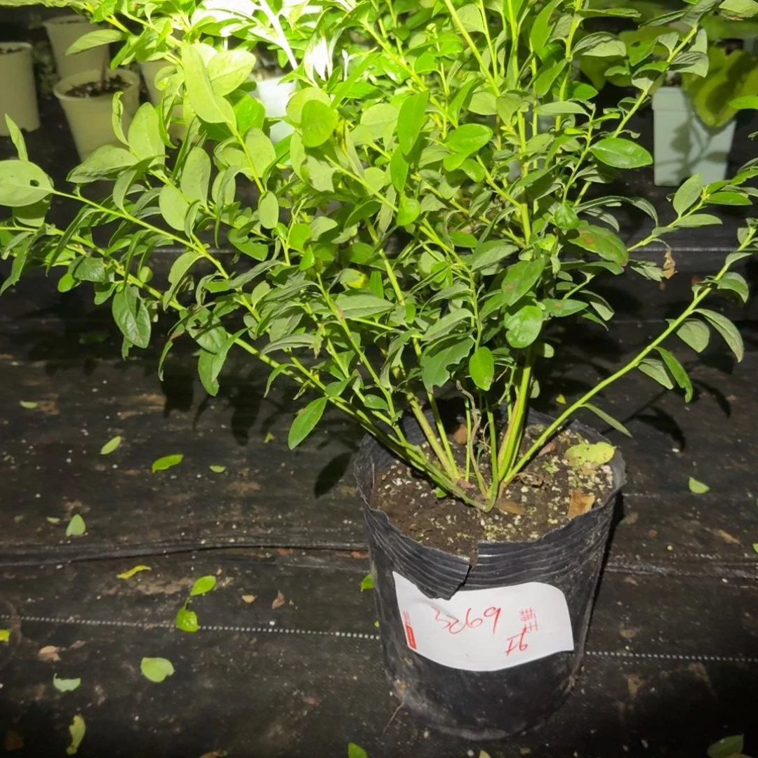 阳***6大钵f6一物一拍3269