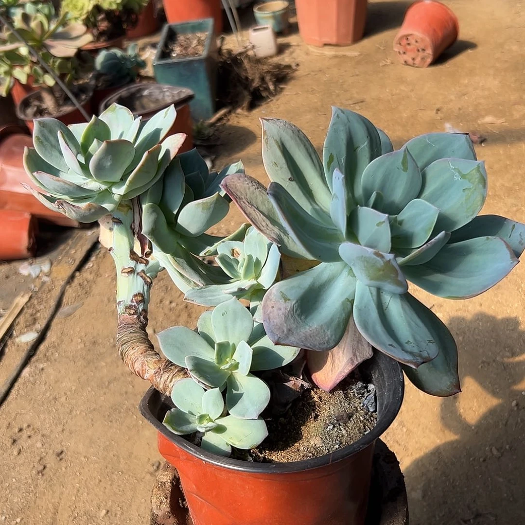 `***j多肉植物多肉植物