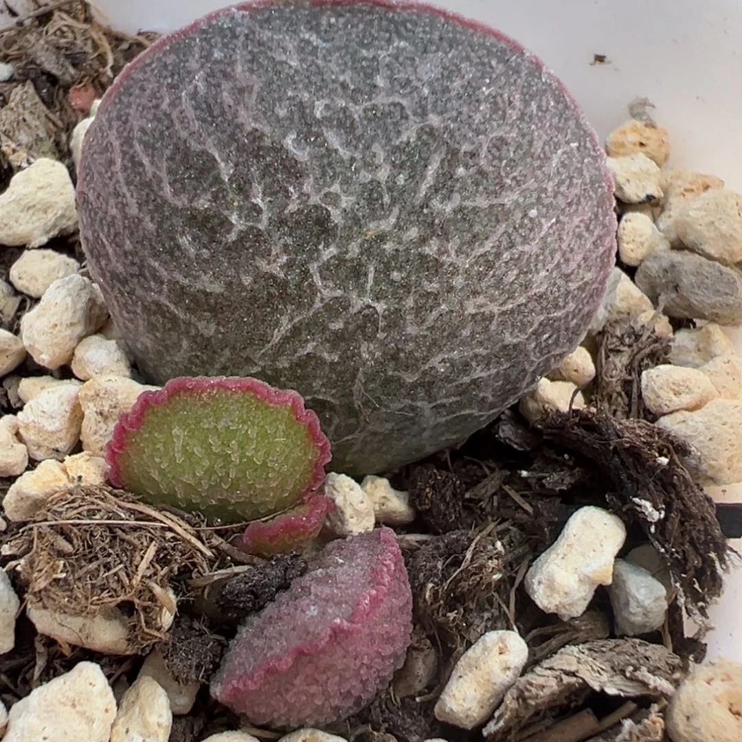 粉姬大苗多肉植物水泡多肉植物