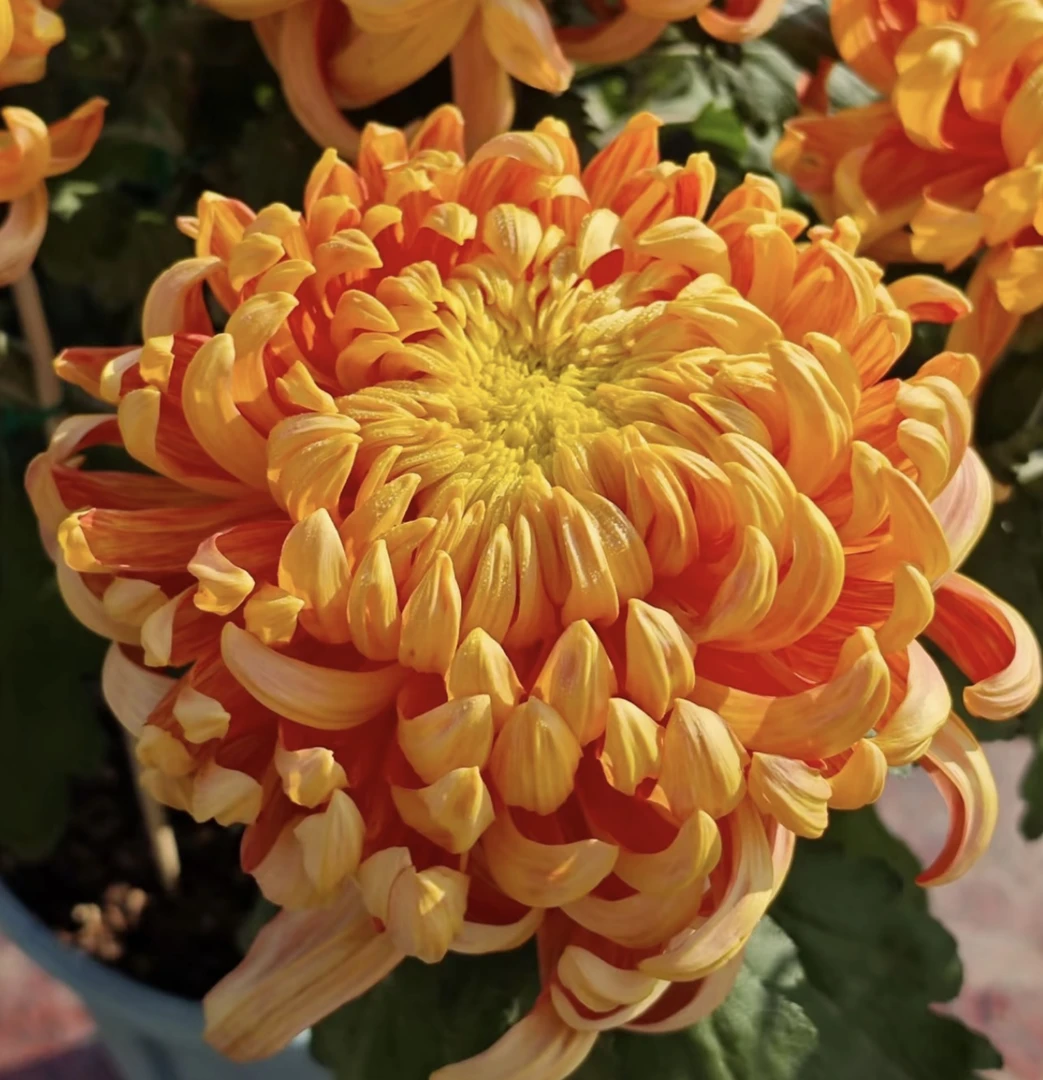 【太平红叶】大花型 带花苞 阳台 花园种植 基地直销 包对