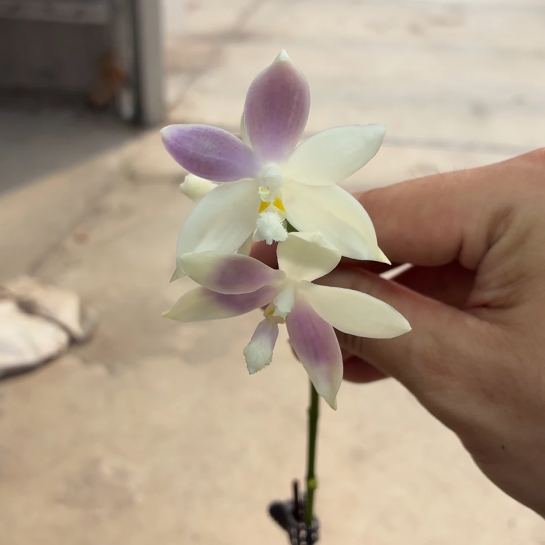 当前无花朵，栽培后可花朵A5501盈收五号