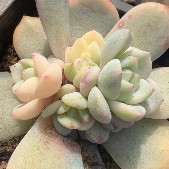 橙梦露颗腹轮锦底座