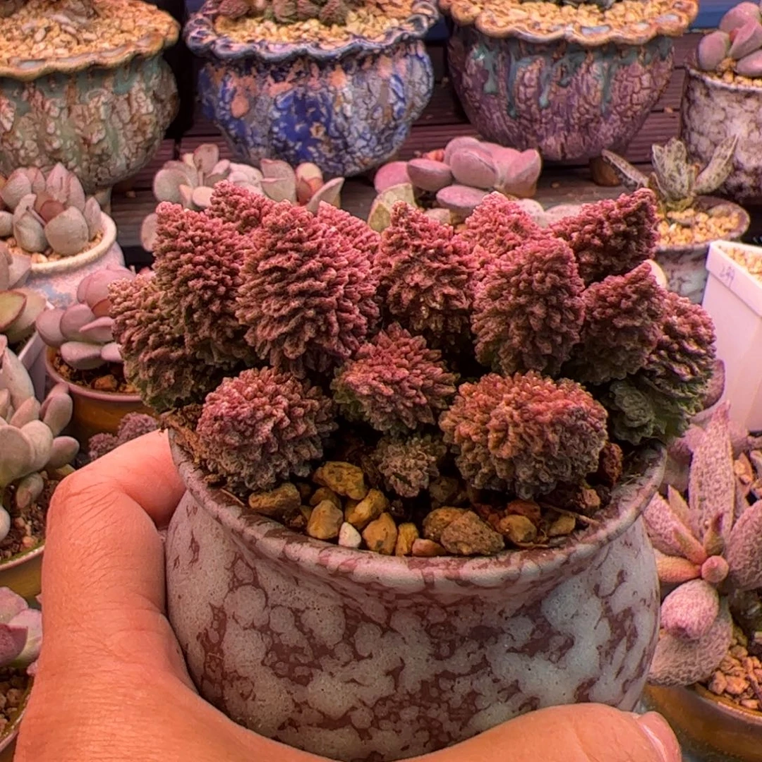 豆***花朱紫玉带盆。