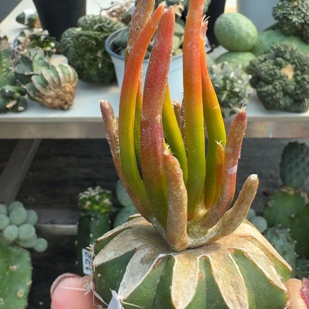 【闪购商品】无花朵玩****玩龙蛇兰锦060