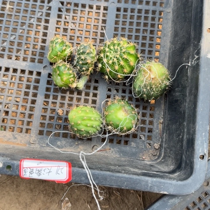 206新品丽花7个侧牙2公分左右不好虫咬