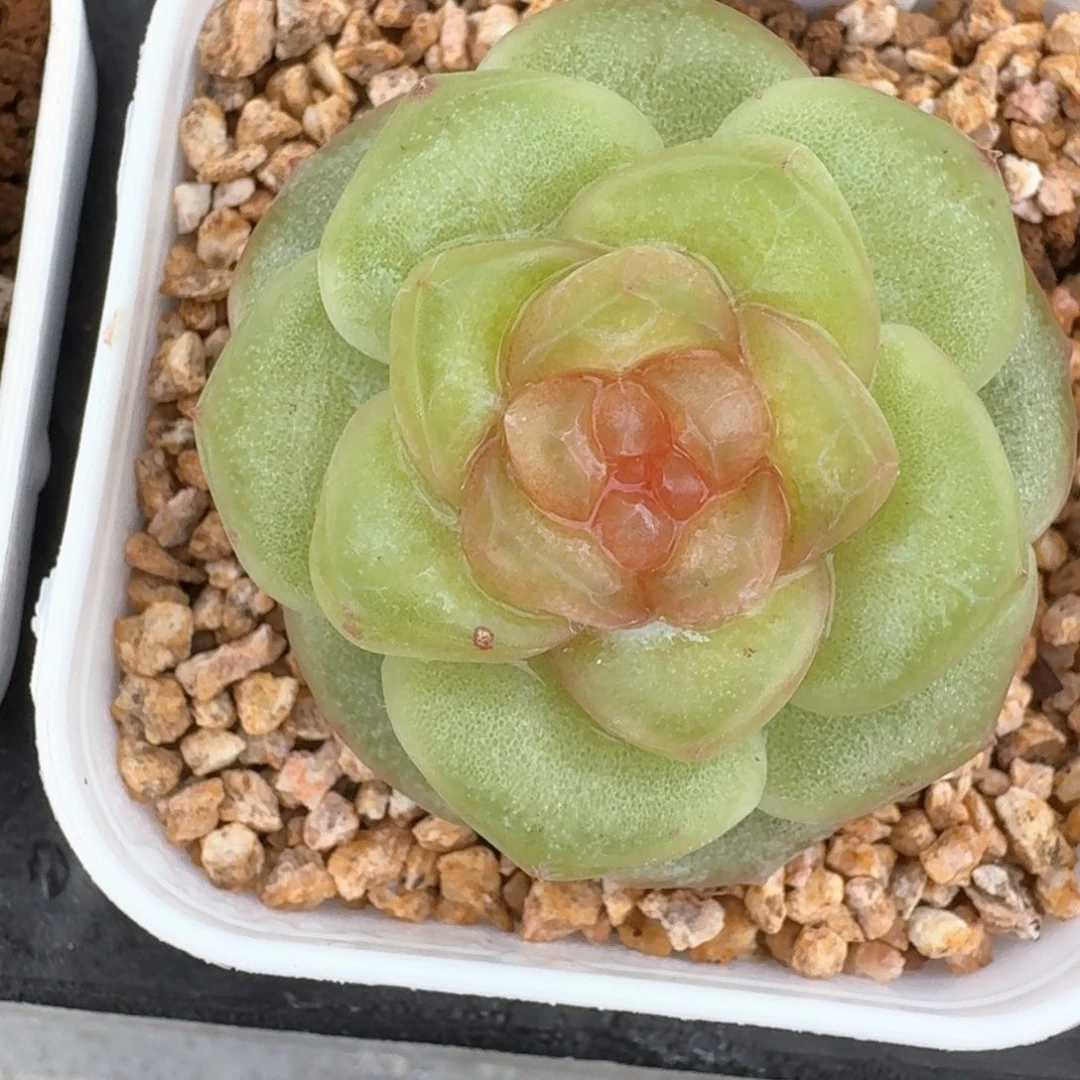 0623-15-瑰夏单头一颗