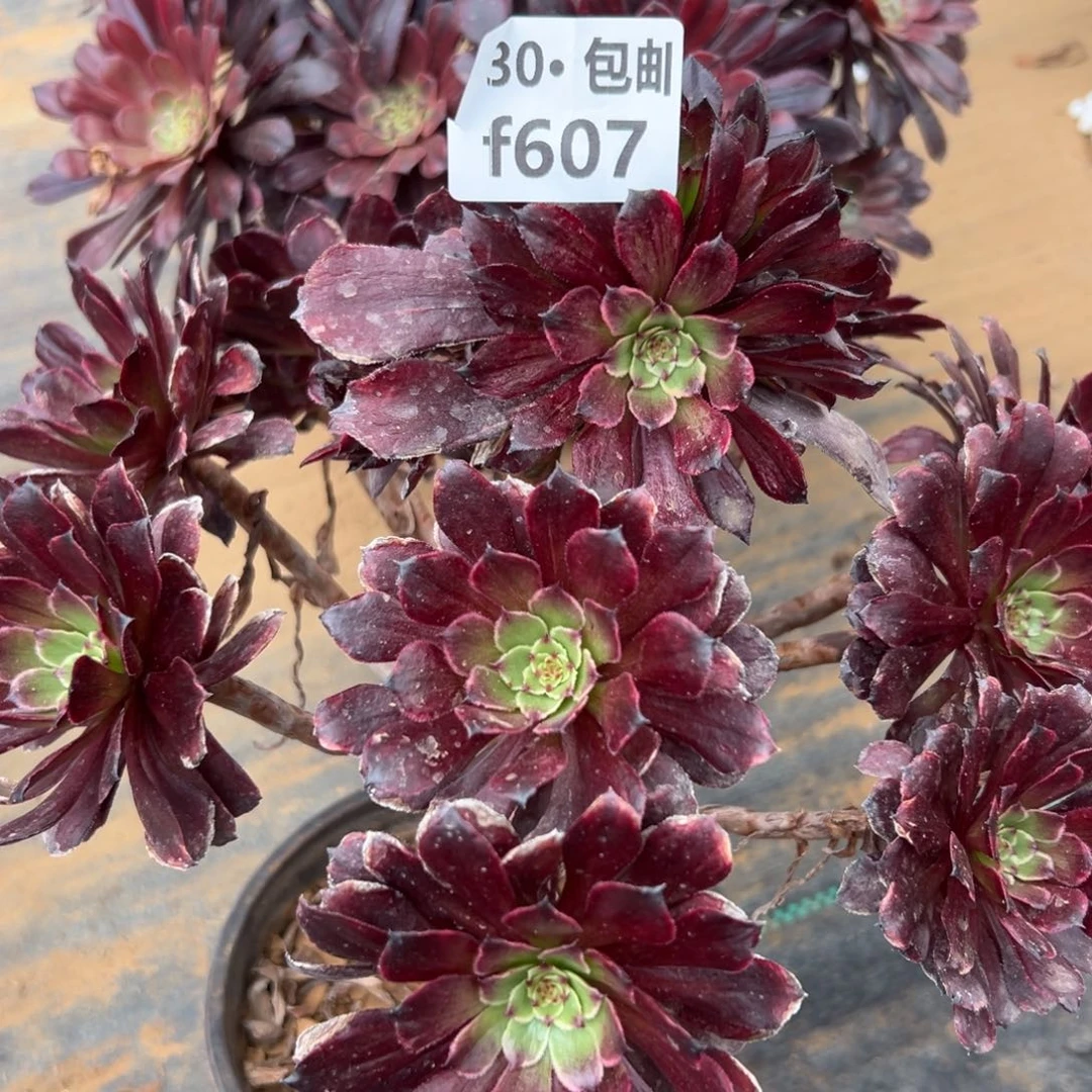 607美姬变异凤多肉法师