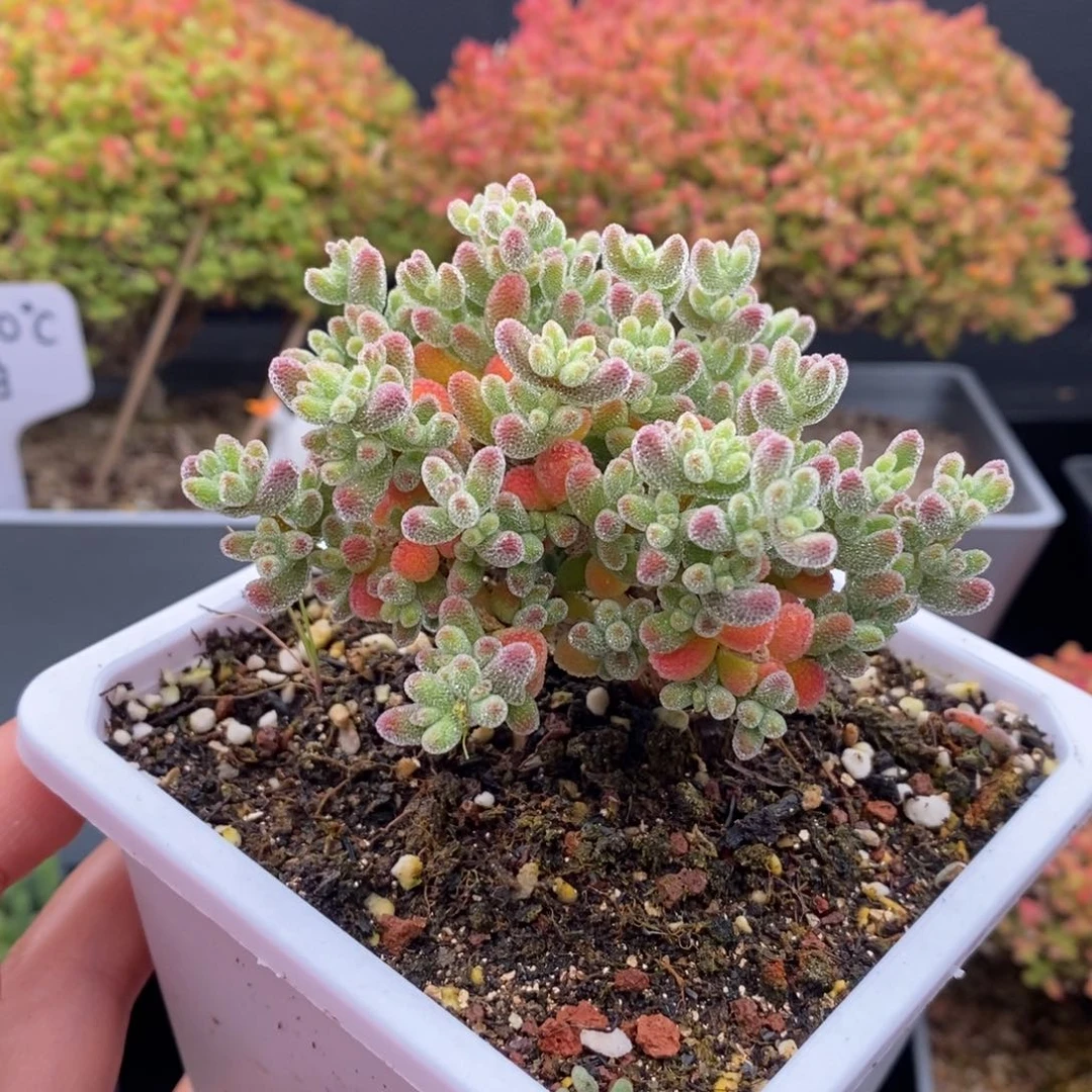 无花朵7号优选冰晶枝干