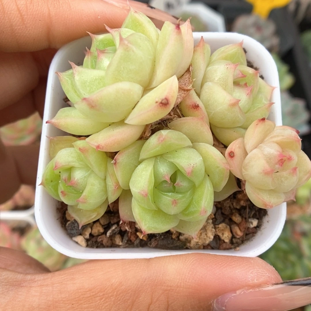 琉璃麦秆群生902号。