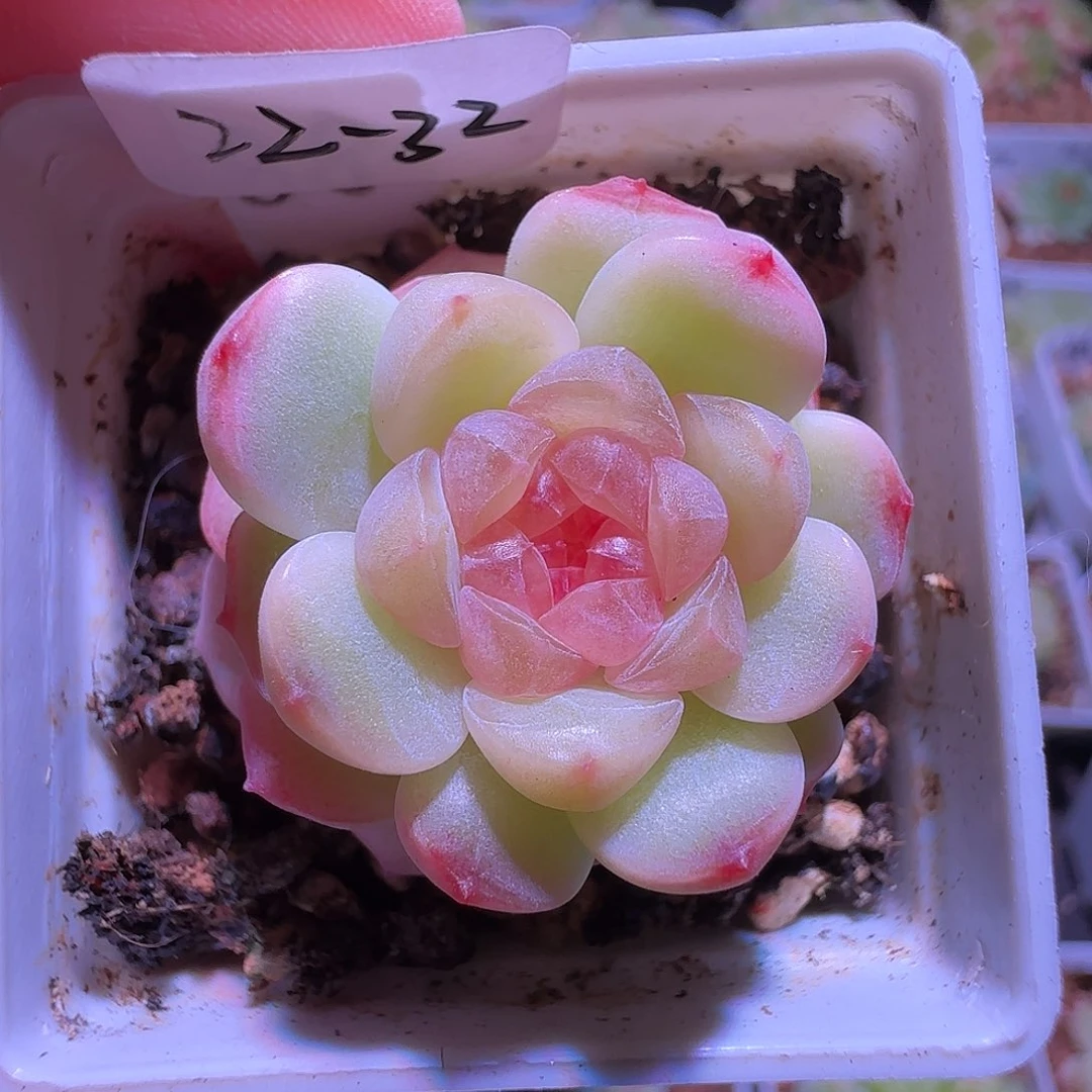 22-32福利甜心童话单头