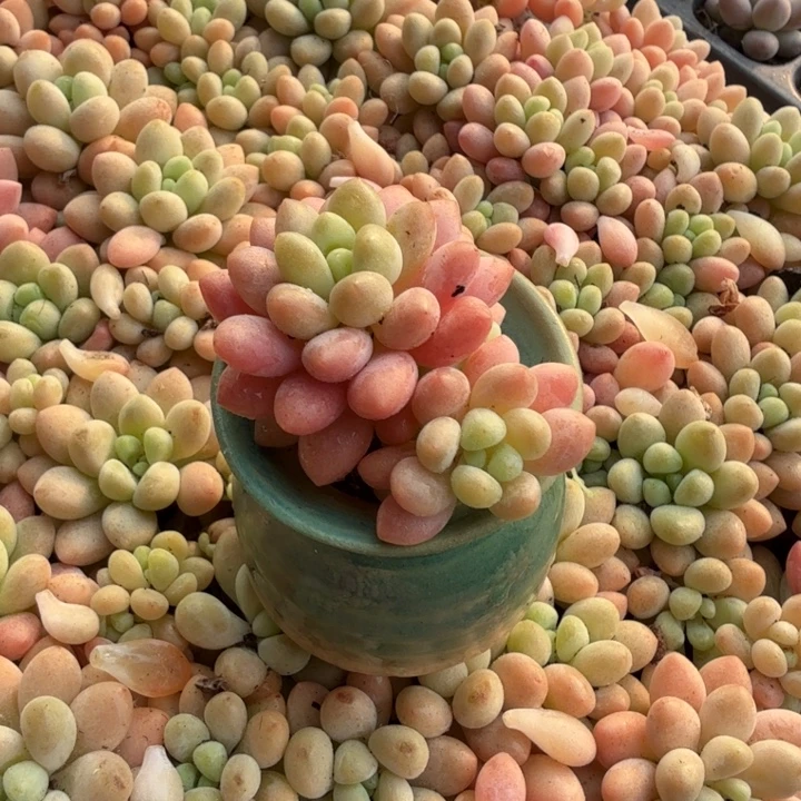 泡泡糖带盆一套。