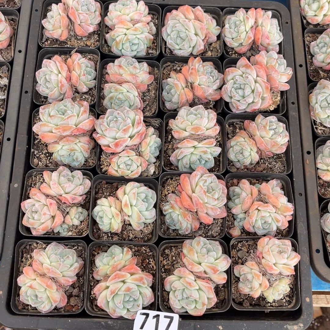 717号新疆西藏内蒙古不包邮