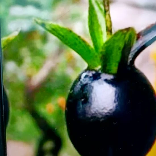 无花朵五月黑根苗