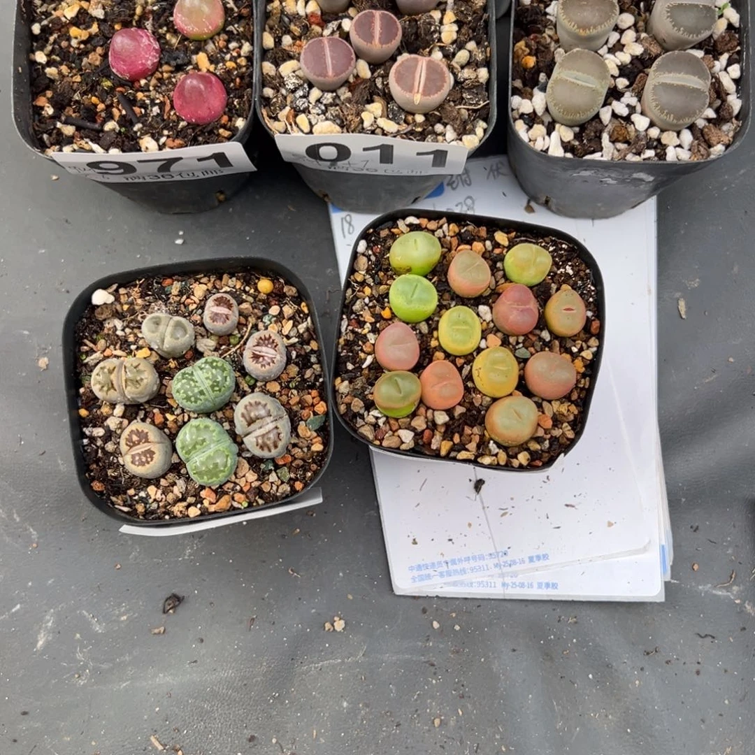 g***f11.10好看的多肉脱土发货