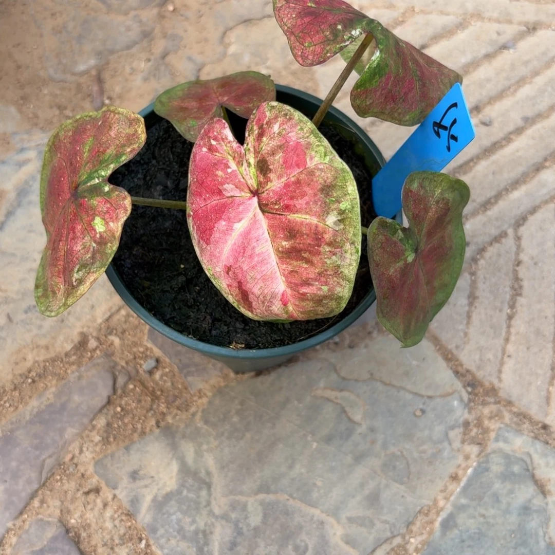 泰国彩叶芋85-1007