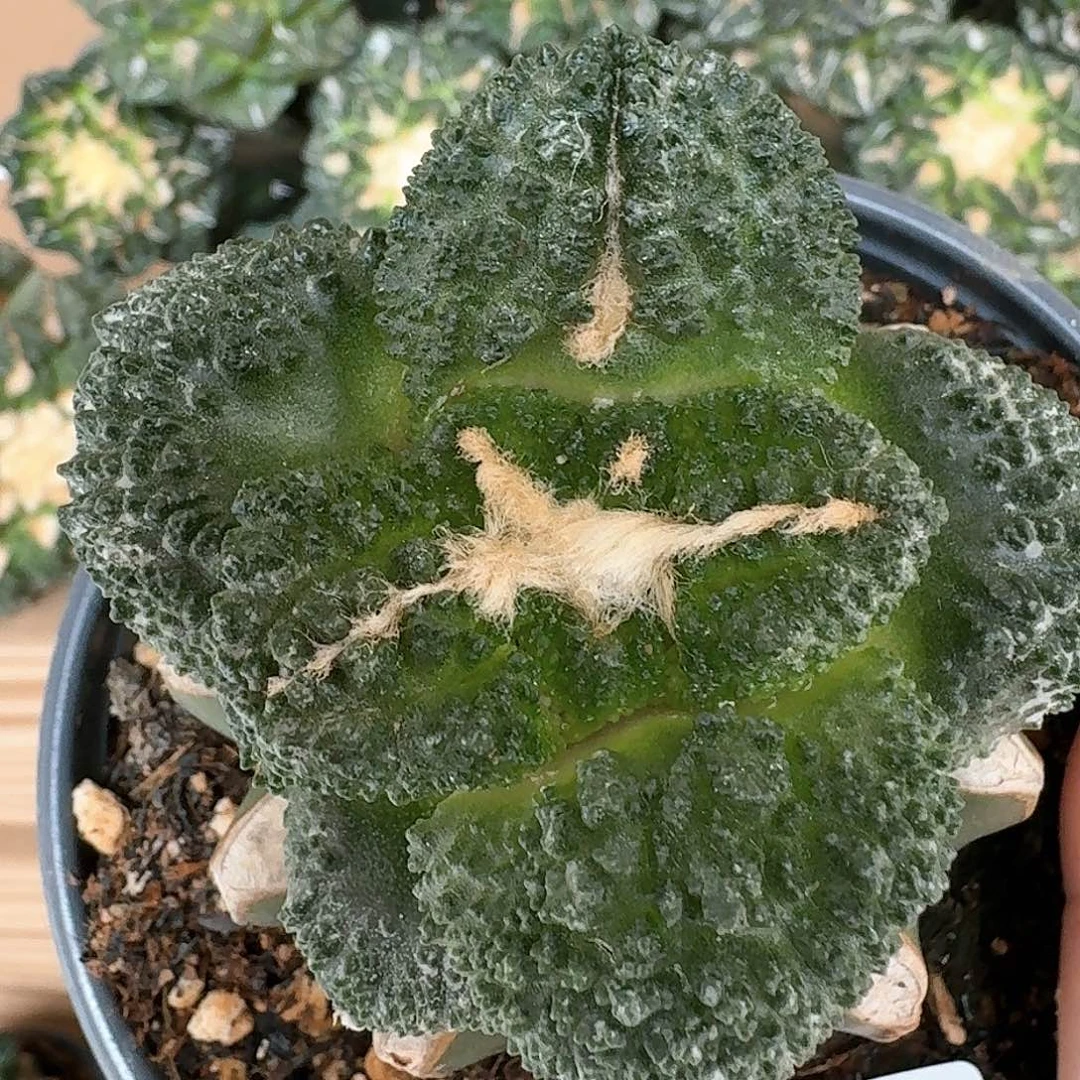 【闪购商品】无花朵大尤哥斯拉127