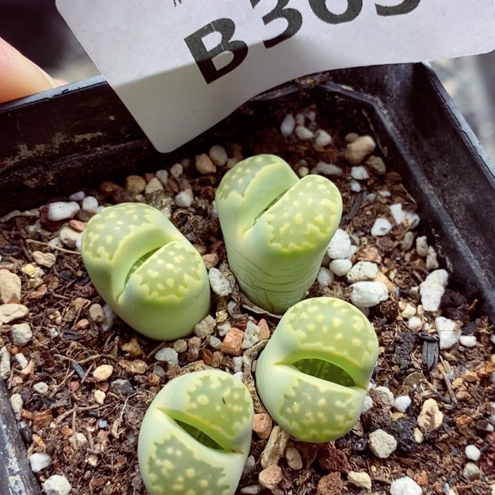 我是一只小小鸟地域鬼的363