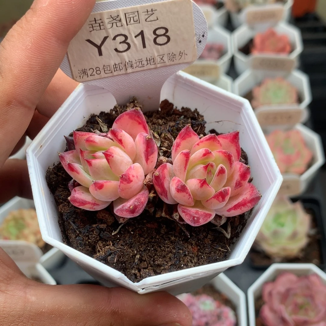0318拉糖4.5厘米