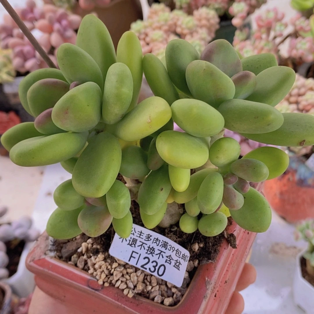 芒果奶12cm230多肉植物