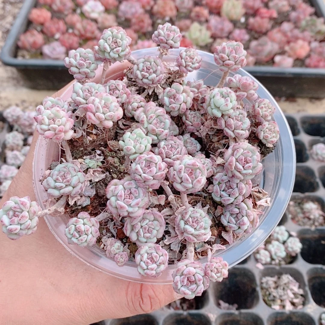 多肉植物精品切糕B368