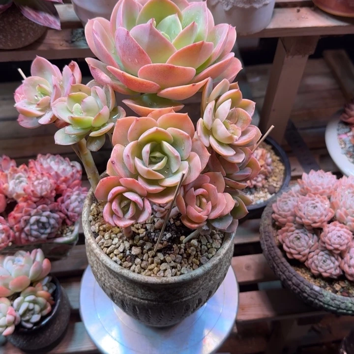 红*趴趴熊多肉植物dfffghhhb