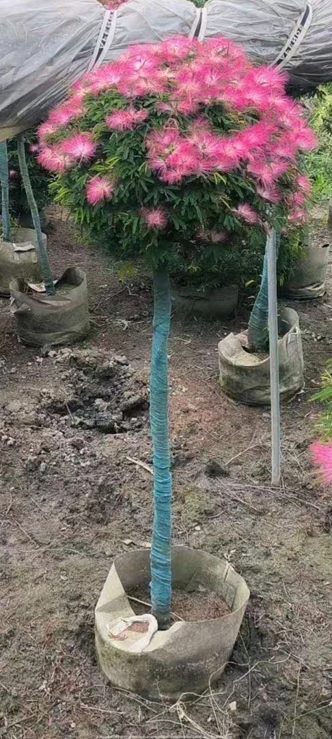 细叶香水合欢棒棒糖 耐寒耐晒盆栽苗 适合庭院阳台种植别墅种植