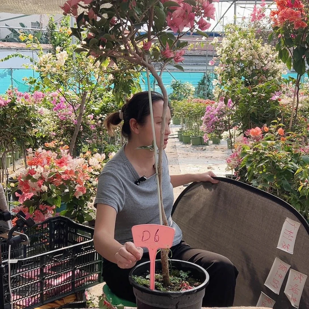 维***越大部分花苞少量开放D6卡雅塔