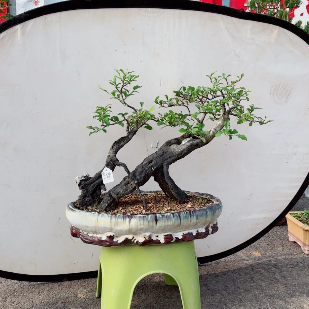 当前无花朵，栽培后可花朵老鸦柿盆景盆栽观赏