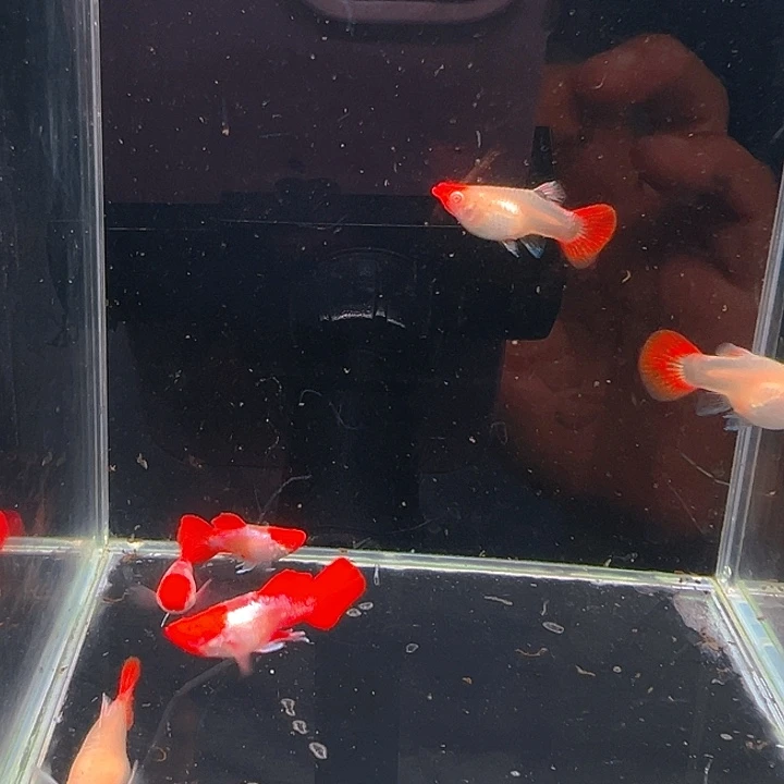 孔雀鱼精品圣诞帽白子1对