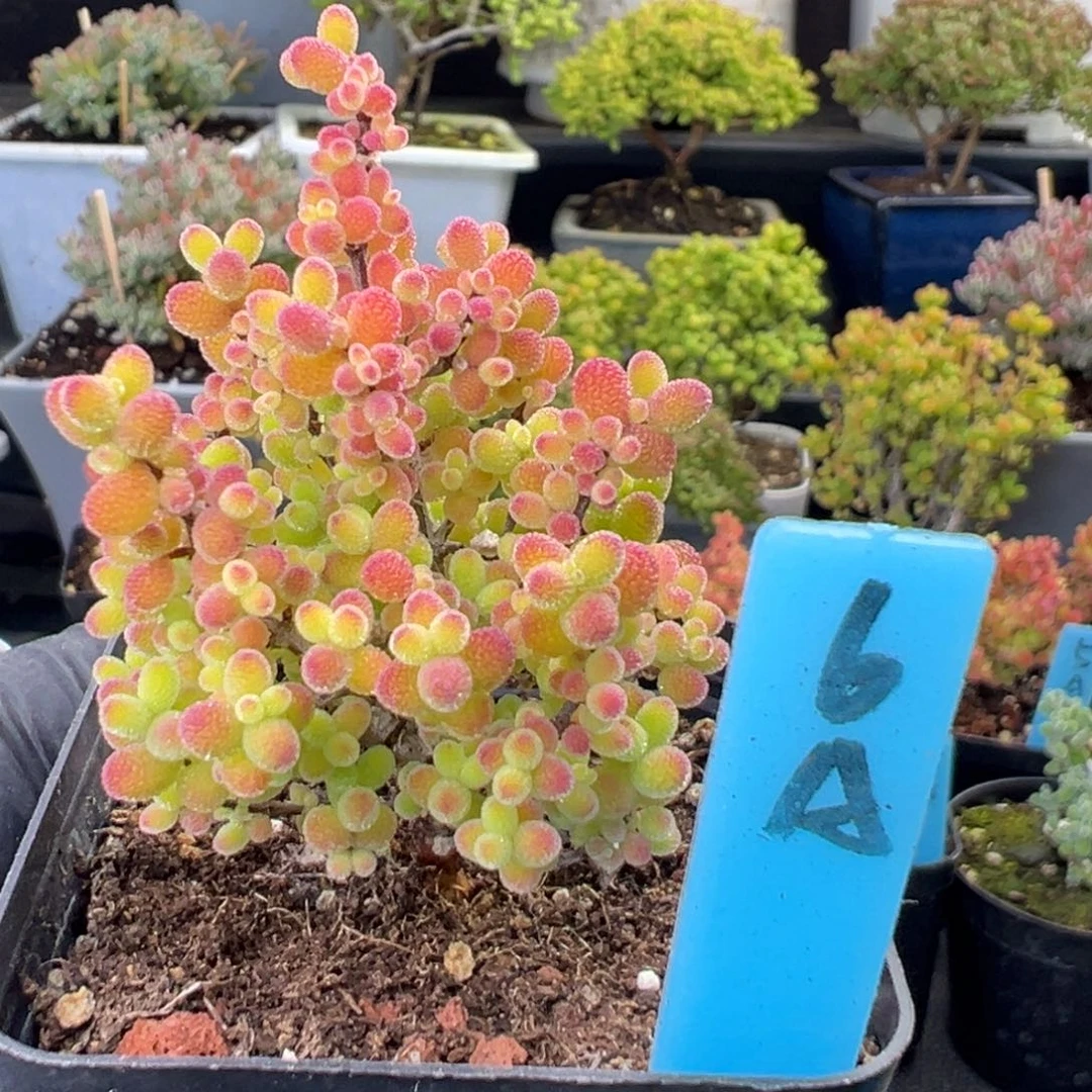 精控蜜橘糖球6号