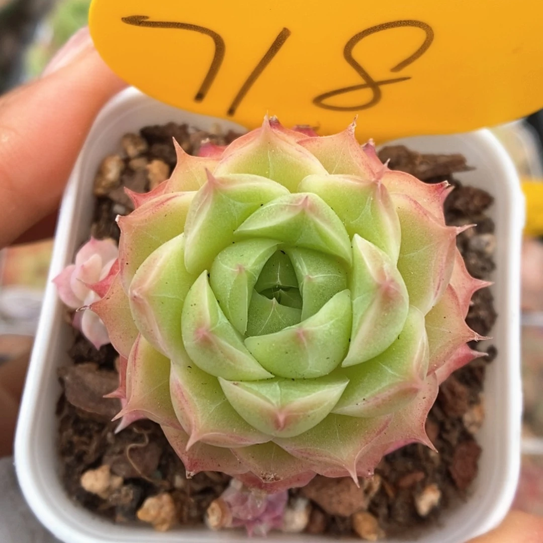 女王可拍718号。