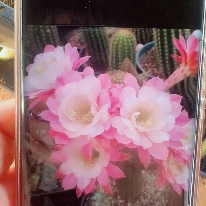 金妞买个侧芽拍一发二