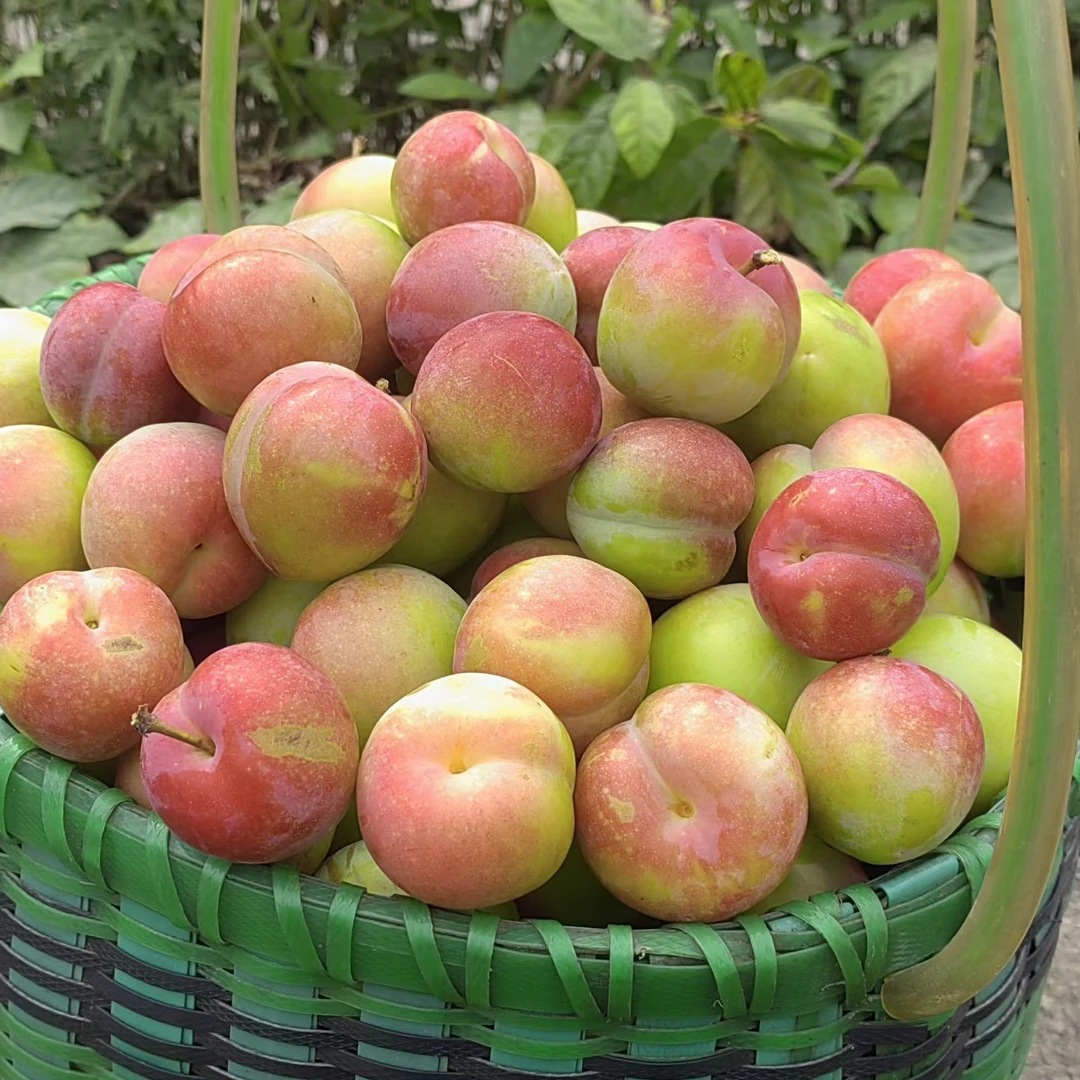 贵州本地李子新鲜现摘先发孕妇水果