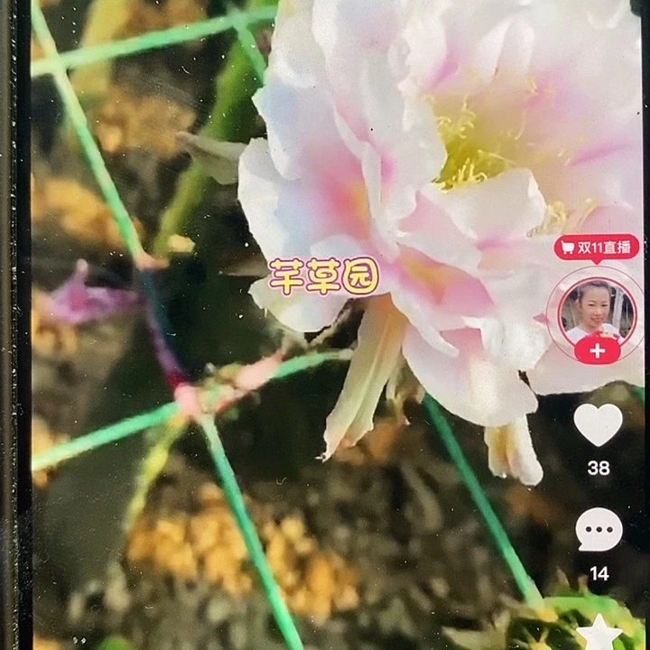 袖铺柱嫁接天雪彩草